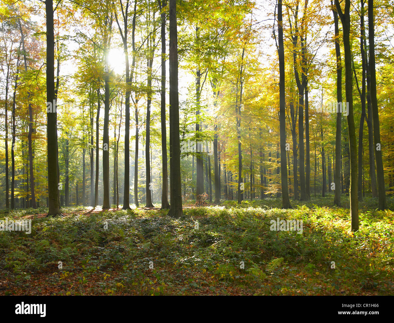 Sole che splende attraverso gli alberi nella foresta Foto Stock