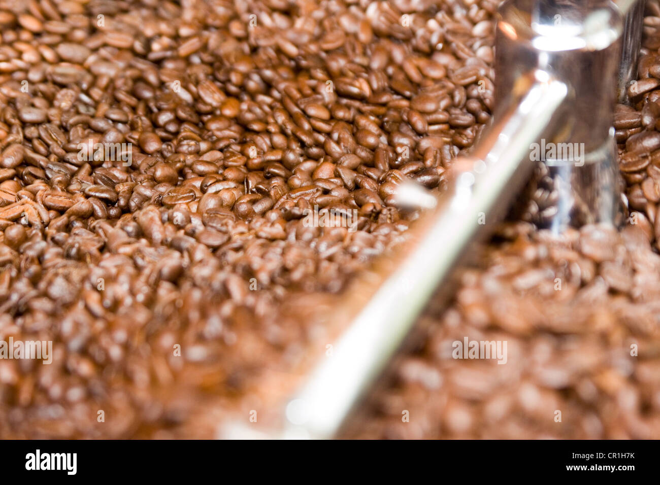 I chicchi di caffè pronto per la tostatura Foto Stock