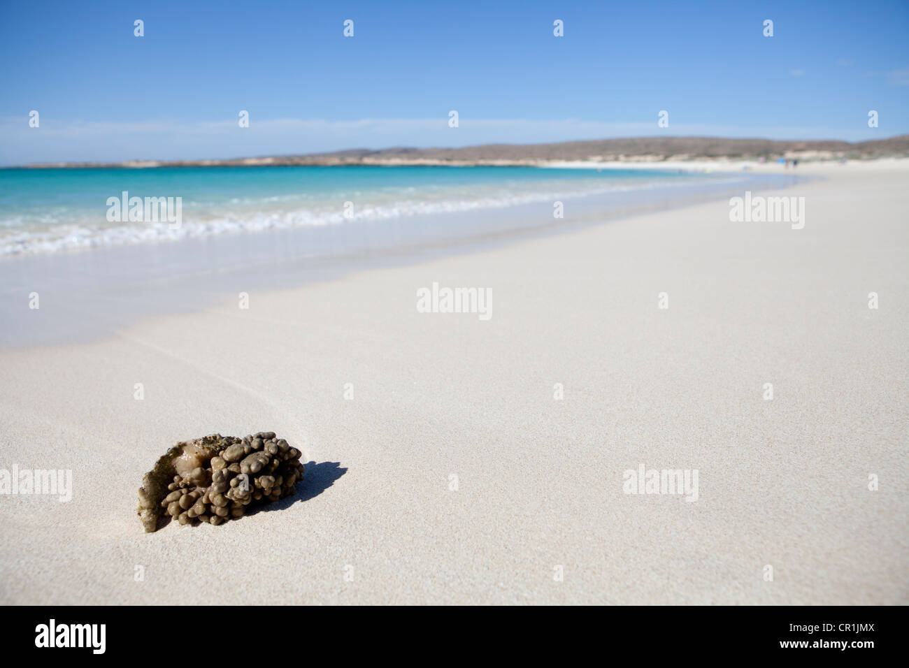 Il corallo sulla spiaggia di Baia Turchese spiaggia, parte di Ningaloo Reef Marine Park in Western Australia. Foto Stock