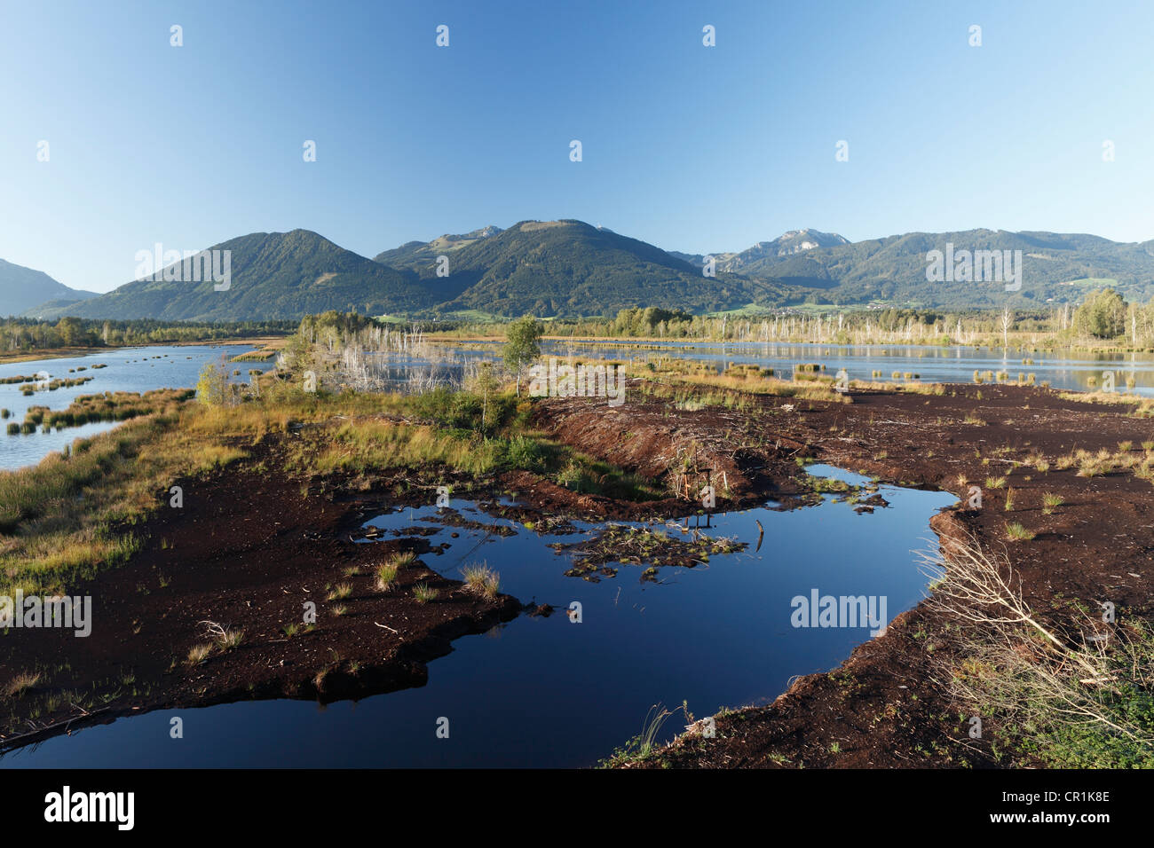 Nicklheimer Moor, torbiere moor restauro area tra Raubling e Bad Feilnbach, Mt Wildalpjoch e Mt Hochsalwand nel Foto Stock