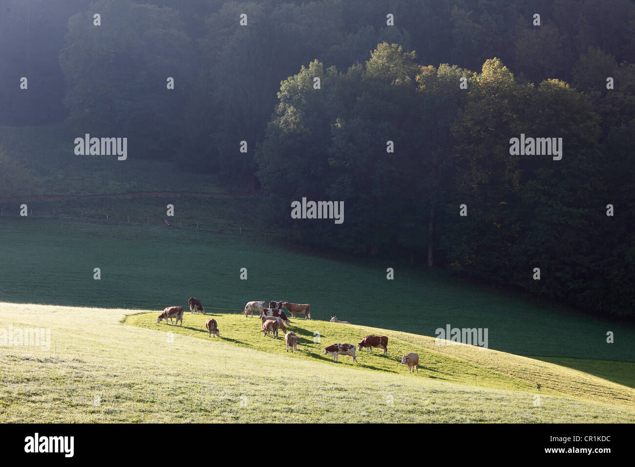 Mucca in pascolo Gmund, Alta Baviera, Baviera, Germania, Europa PublicGround Foto Stock