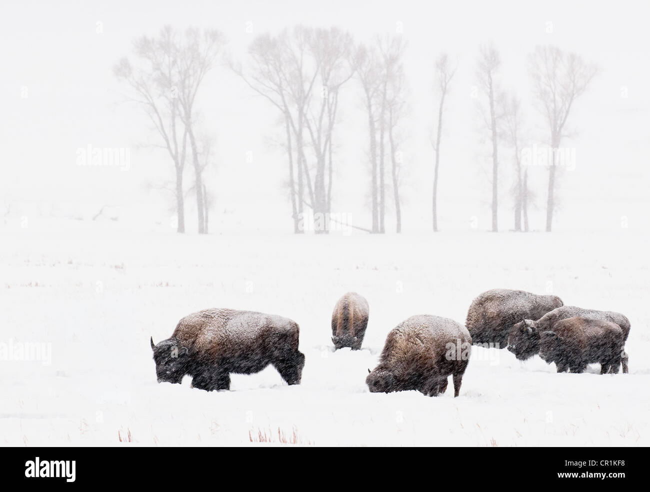 Paesaggio con alberi e una mandria di coperta di neve Bison, il Parco nazionale di Yellowstone Foto Stock Paesaggio con alberi e una mandria di coperta di neve Bison, il Parco nazionale di Yellowstone Foto Stock