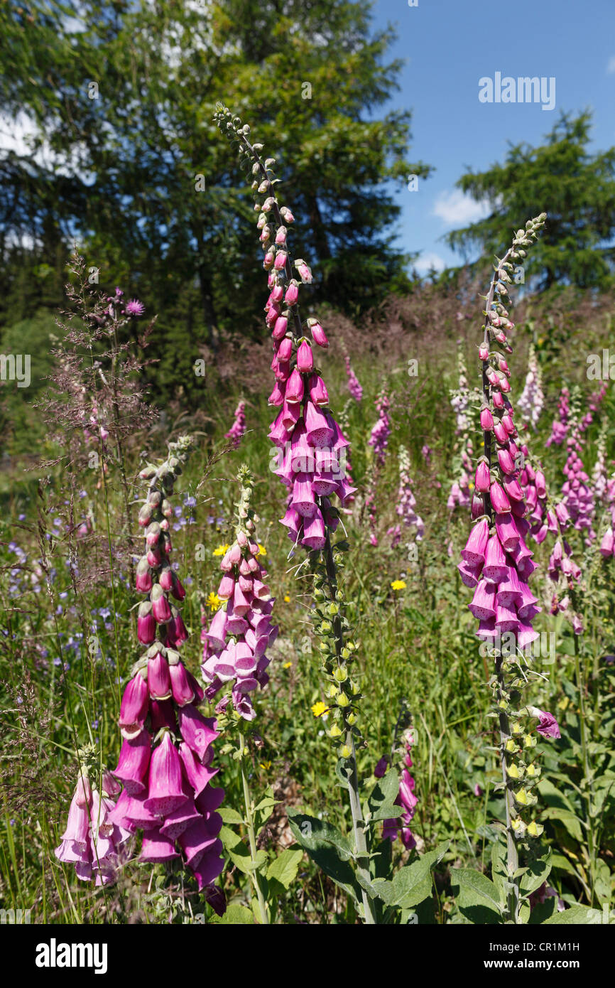 Foxglove comune, Viola foxglove (Digitalis purpurea), Fichtelgebirge mountain range, Alta Franconia, Franconia, Bavaria Foto Stock