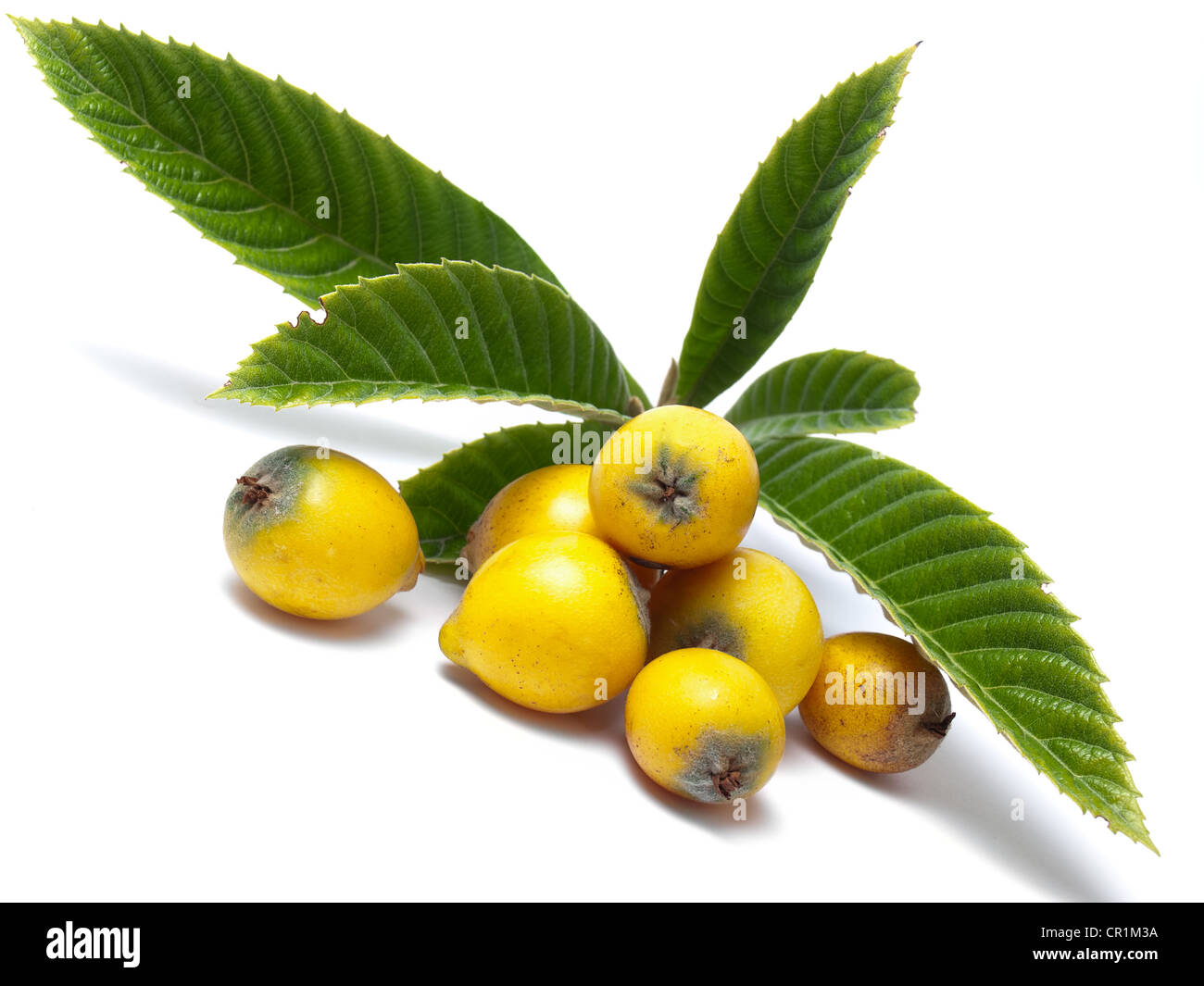 Nespole del Giappone, Eriobotrya japonica, è un albero da frutto della famiglia delle Rosaceae, Foto Stock