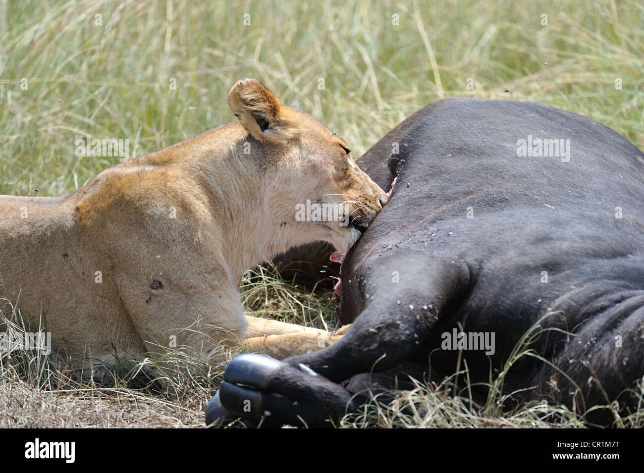 East African Lion - Massai lion (Panthera leo nubica) leonessa divorando un bufalo ucciso Masai Mara - Kenya - Africa orientale Foto Stock