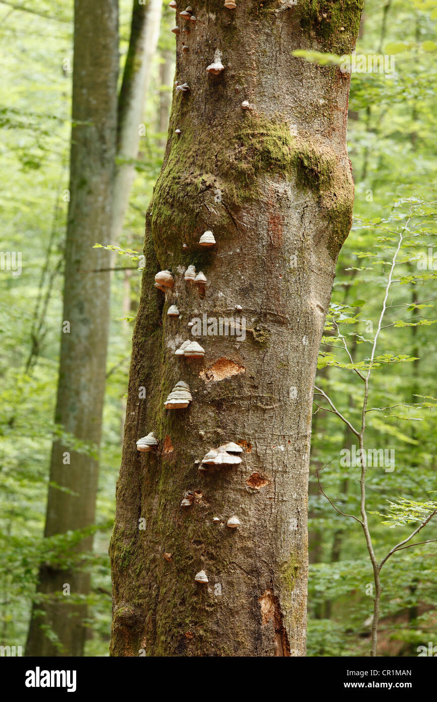 Il tronco di un faggio (Fagus sylvatica) con staffa di funghi, Steigerwald, bassa Franconia, Franconia, Baviera, PublicGround Foto Stock