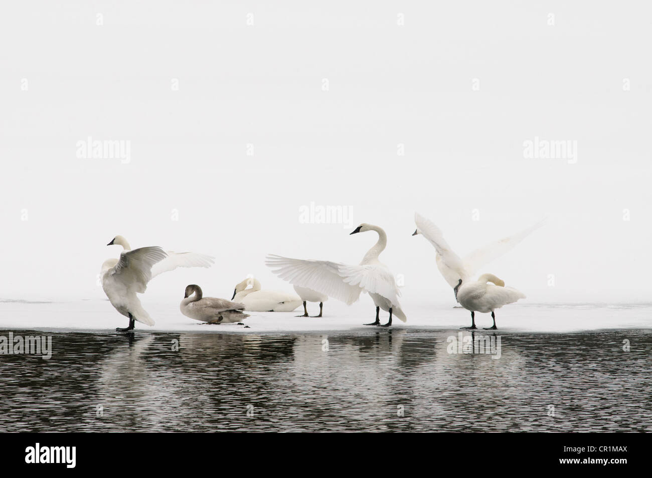 Trumpeter swan neve invernale Yellowstone River Foto Stock