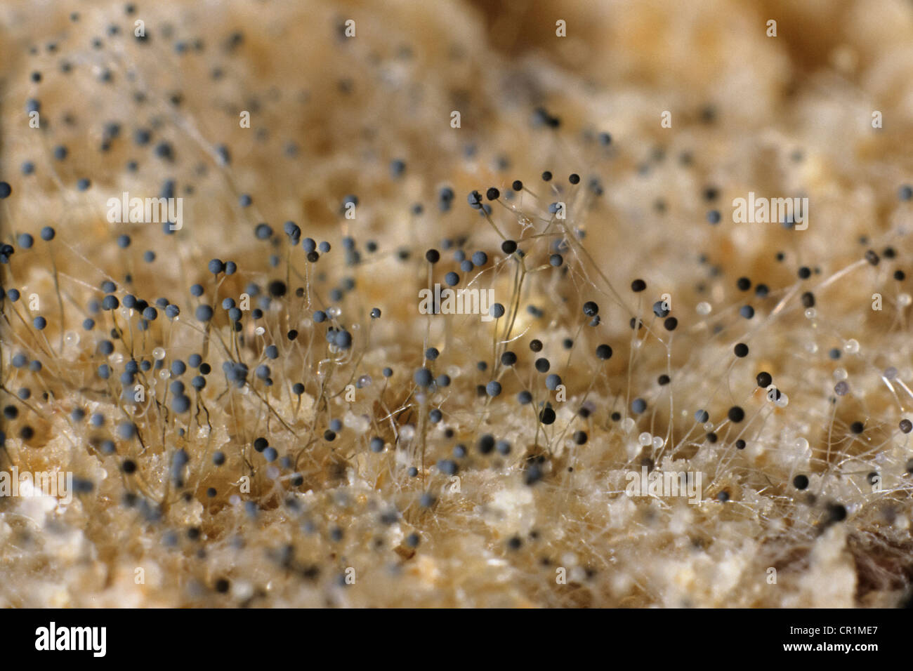 Pane stampo sotto un microscopio, muffa bianca, funghi (Mucor sp.), Germania, Europa Foto Stock