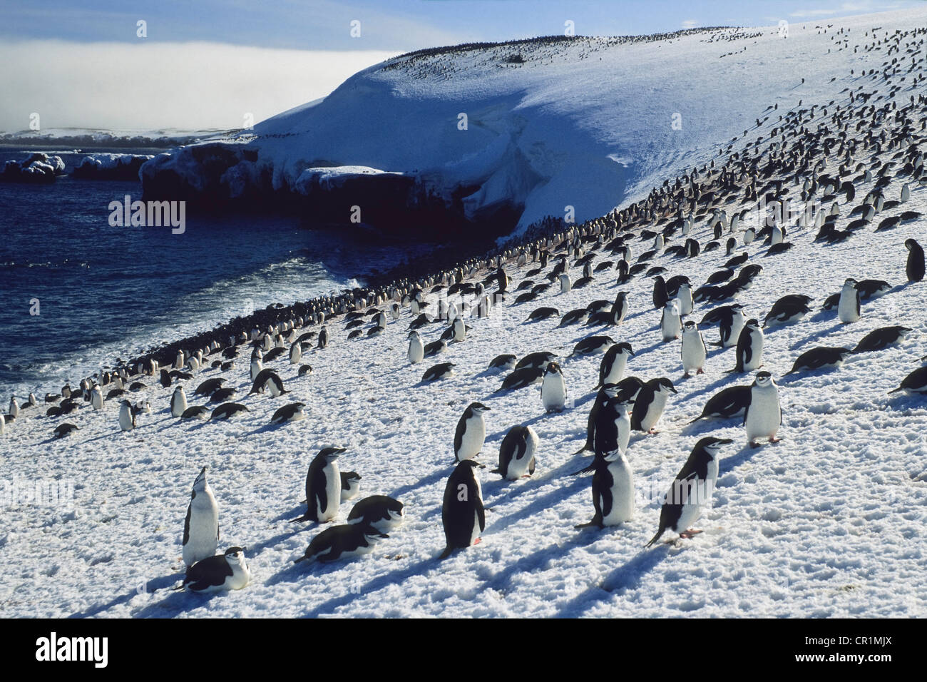 Pinguini Chinstrap (Pygoscelis Antartide) sull isola di Zavodovski, Isole Sandwich del Sud, Antartide Foto Stock