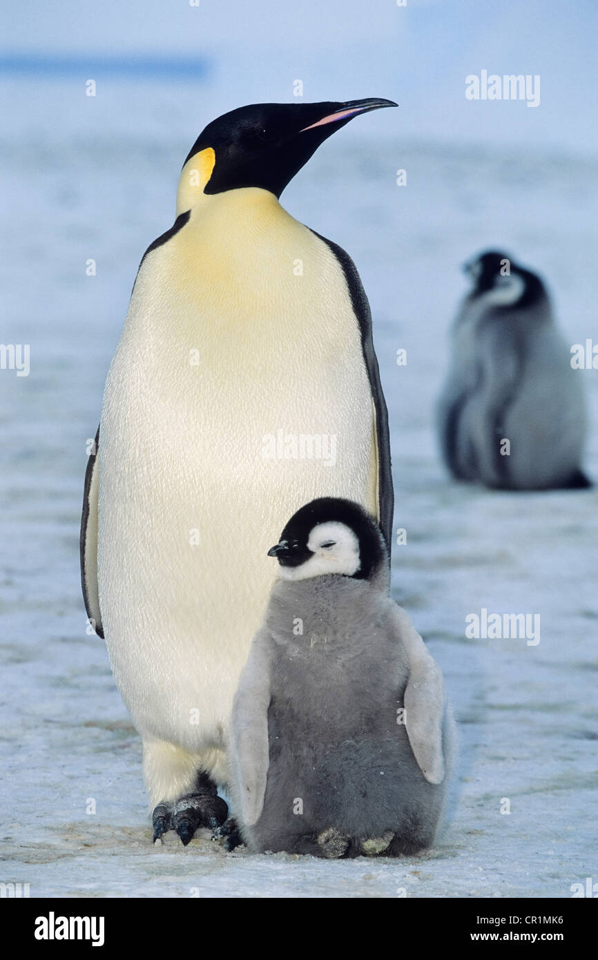 Pinguino imperatore (Aptenodytes forsteri) con pulcini, mensola di ghiaccio Ice Shelf, Mare di Weddell, Antartide Foto Stock