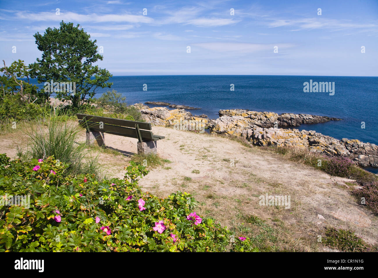 Il paesaggio costiero con panca e rose selvatiche (Rosa rugosa) all'Hammer Odde punta settentrionale dell'isola di Bornholm, Danimarca, Europa Foto Stock