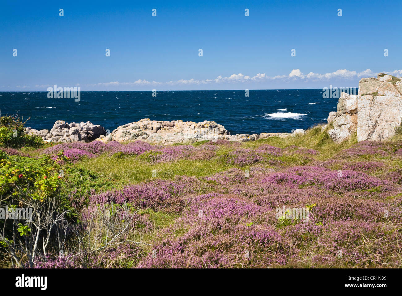 Il paesaggio costiero con Erica (Calluna vulgaris) all'Hammer Odde punta settentrionale dell'isola di Bornholm, Danimarca, Europa Foto Stock
