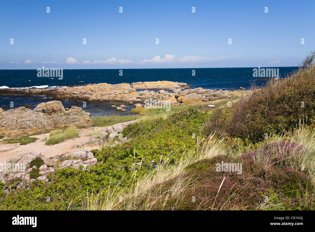 Il paesaggio costiero con Erica (Calluna vulgaris) all'Hammer Odde punta settentrionale dell'isola di Bornholm, Danimarca, Europa Foto Stock