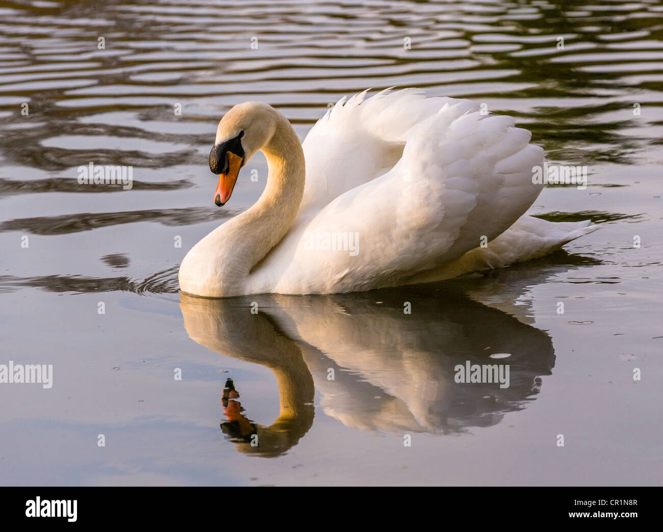 Swan, fiume Coquet, Northumberland, Inghilterra Foto Stock