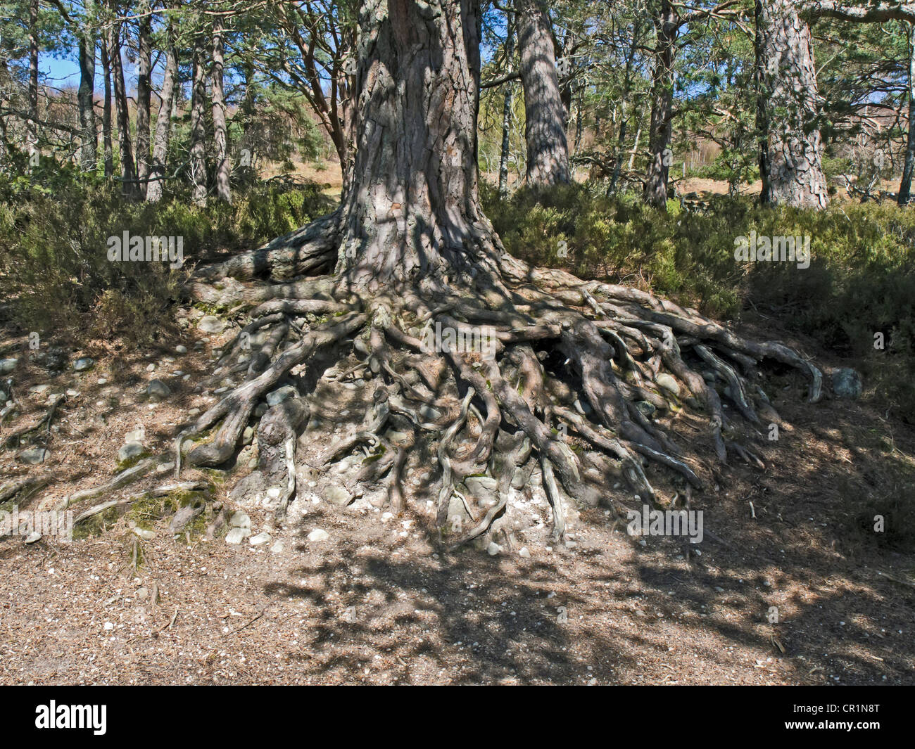 Pino silvestre albero con radice complessa disposizione sopra di terra a Loch un Eilein in Rothiemurchus da Aviemore Highland Scozia Scotland Foto Stock