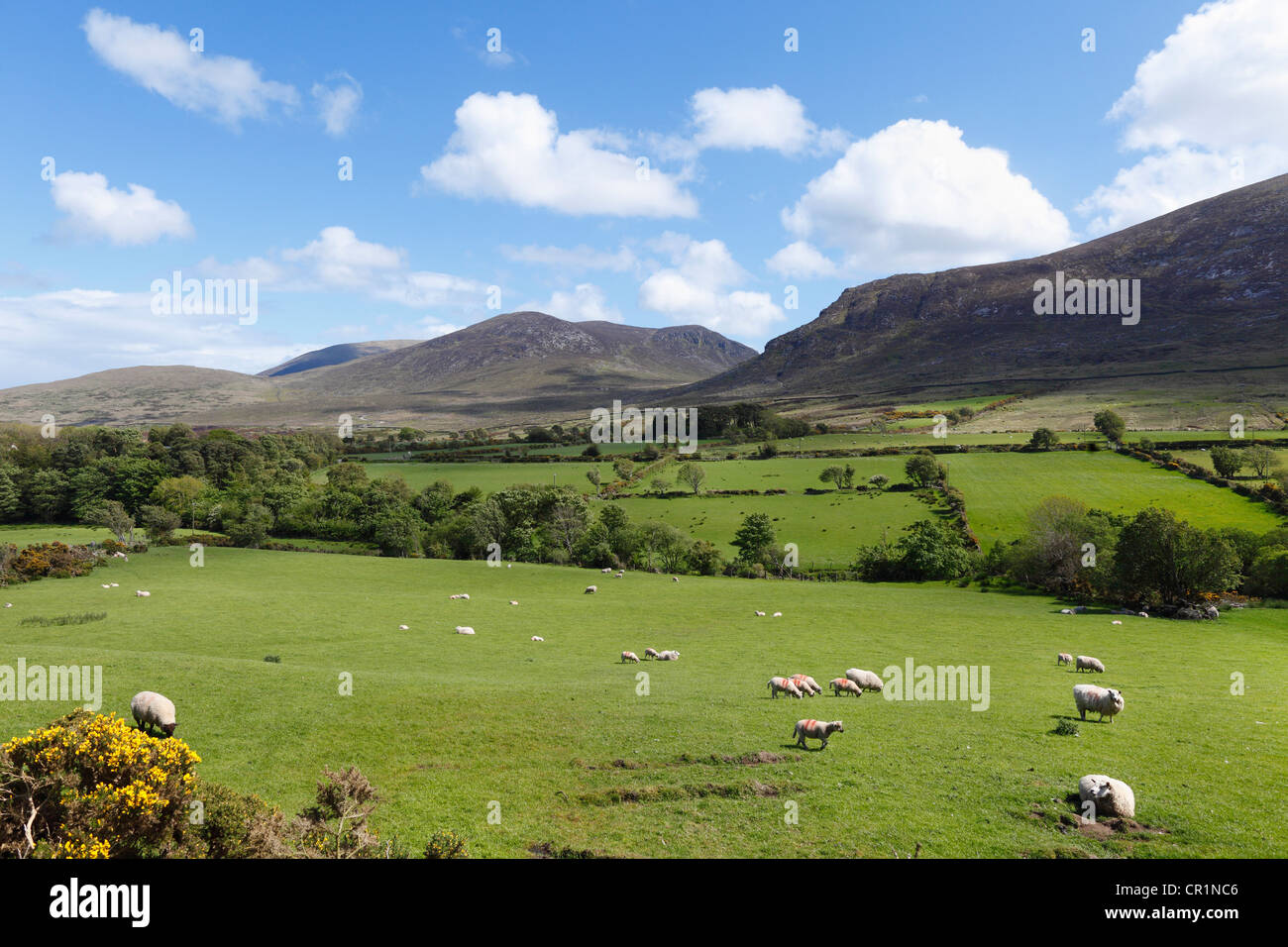 Pascoli con pecore al pascolo, Mourne Mountains, County Down, Irlanda del Nord, in Irlanda, Gran Bretagna, Europa Foto Stock
