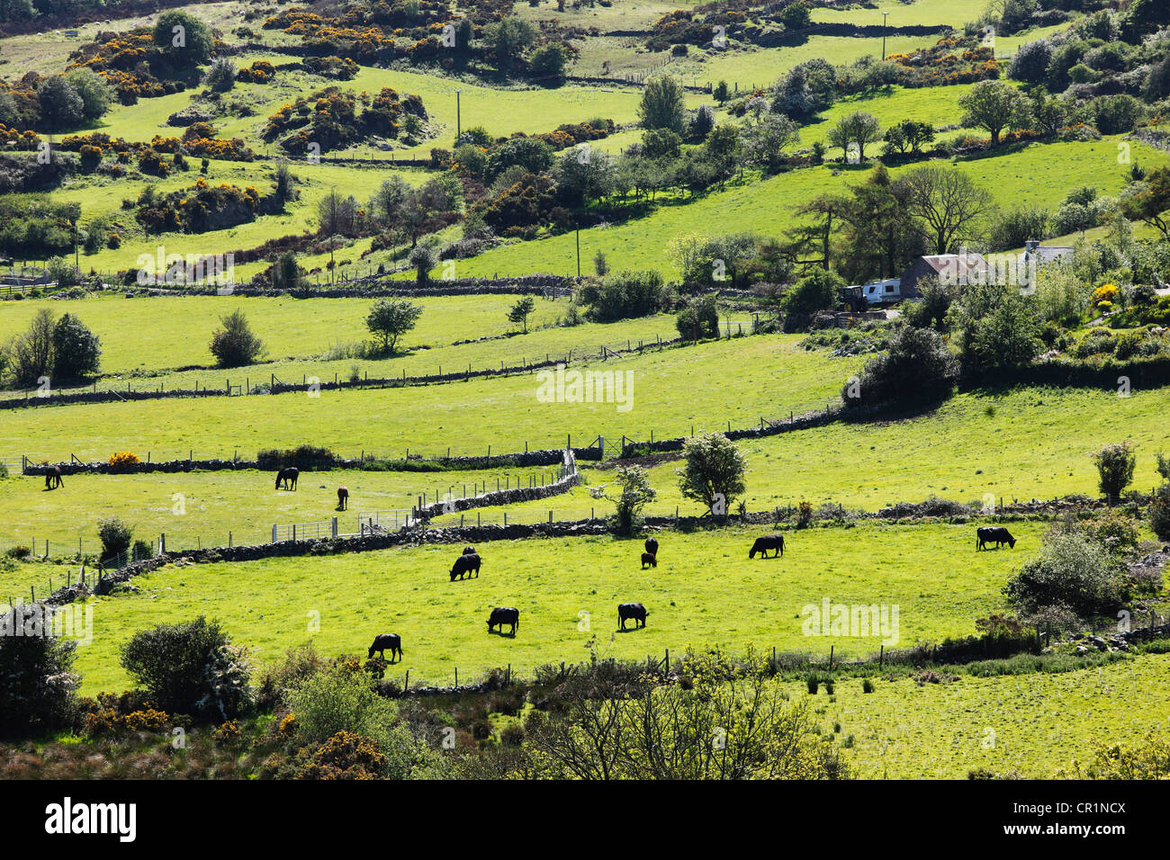 Pascoli con bestiame al pascolo, Mourne Mountains, County Down, Irlanda del Nord, in Irlanda, Gran Bretagna, Europa Foto Stock