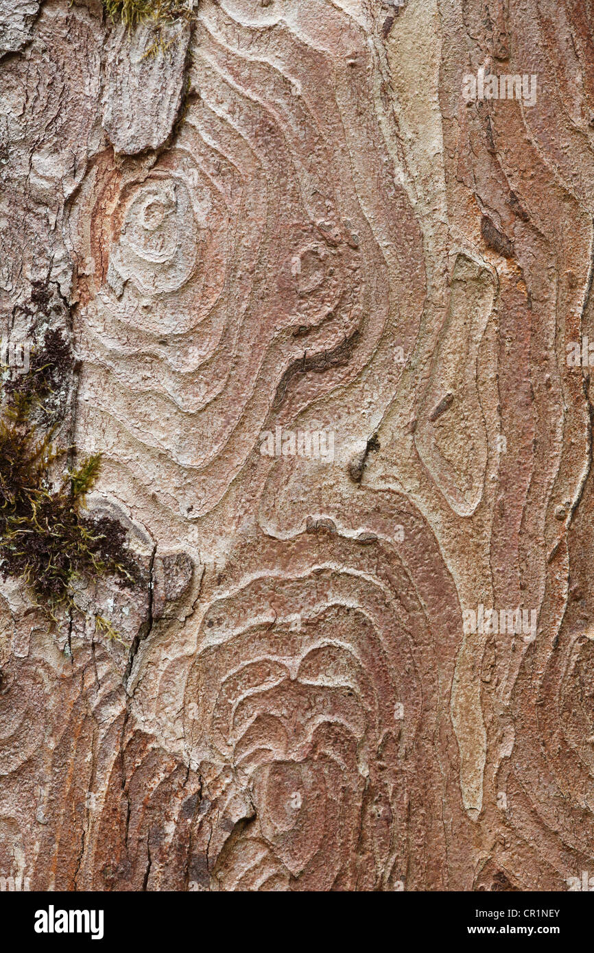 Corteccia di un platano (Acer pseudoplatanus), Alta Baviera, Baviera, Germania, Europa Foto Stock