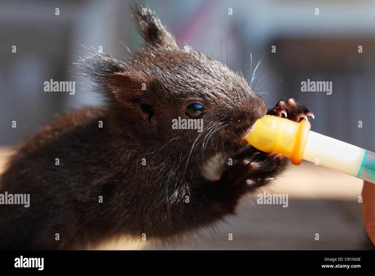 Giovani scoiattolo (Sciurus vulgaris) viene alimentata con una pipetta, Baviera, Germania, Europa Foto Stock