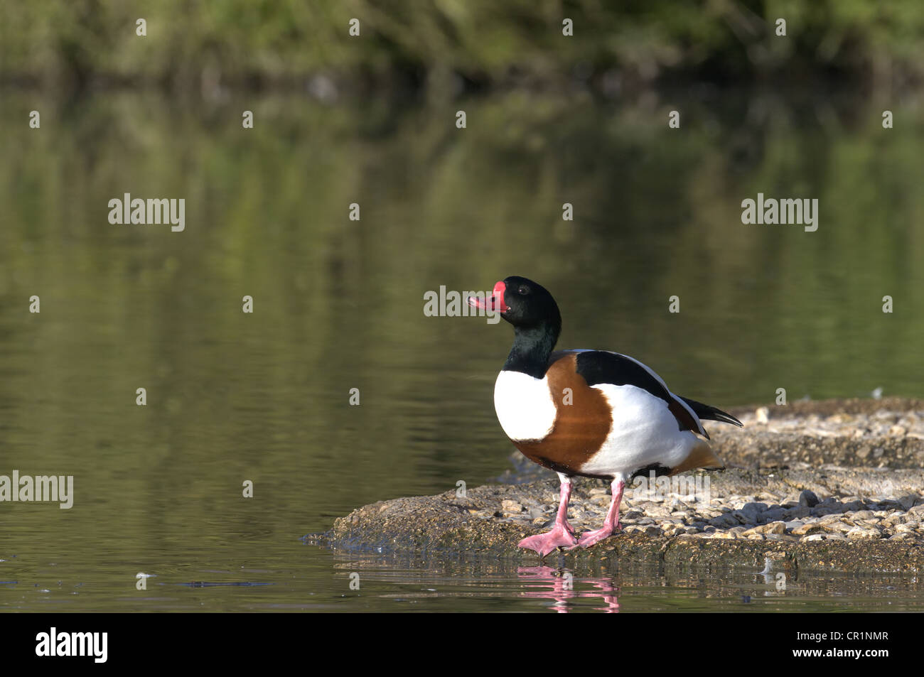 Voce maschile SHELDUCK Tadorna tadorna GLOUCESTERSHIRE REGNO UNITO Foto Stock