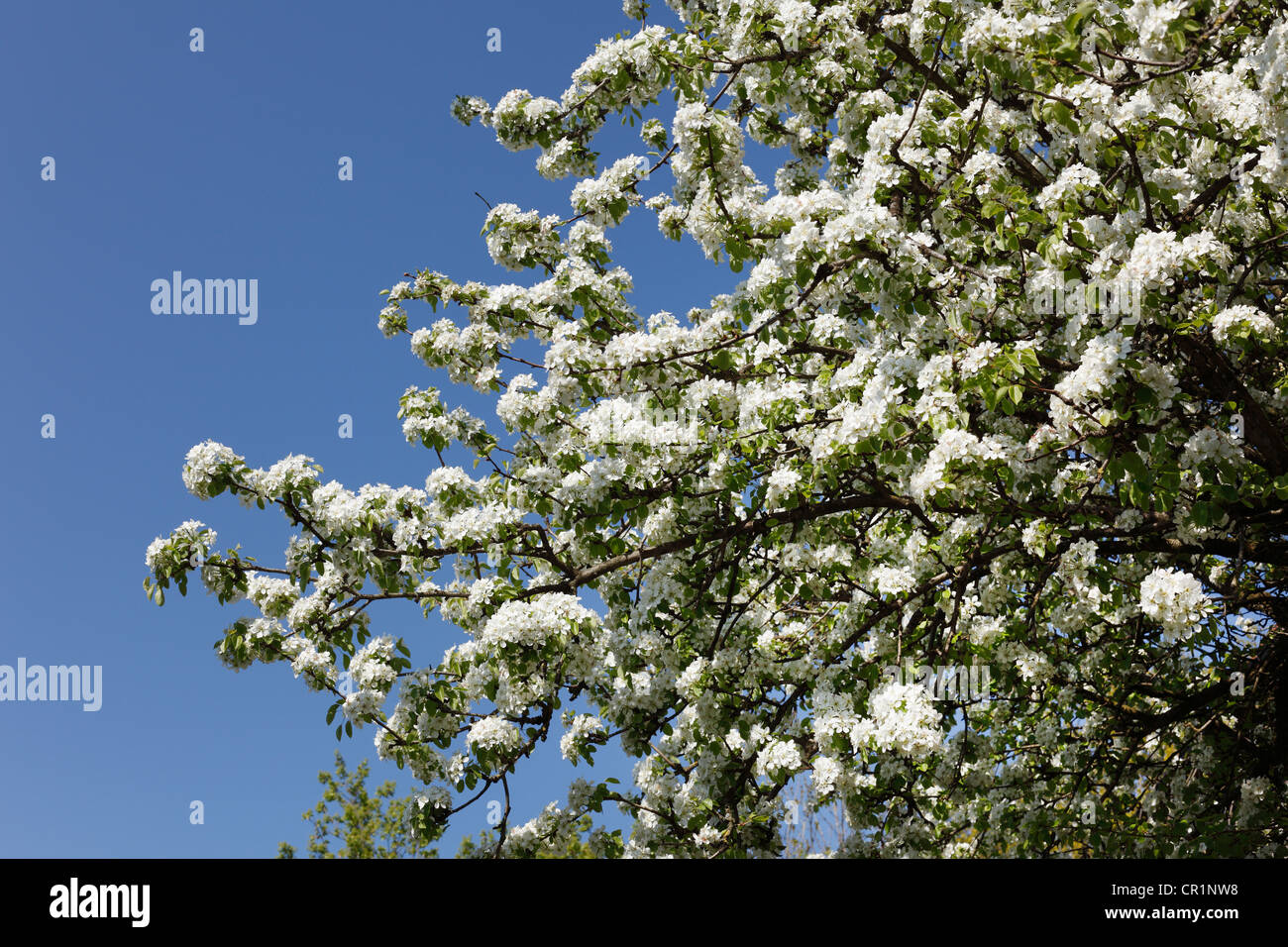 Unione Pear Tree (Pyrus communis), fioritura, Svizzera della Franconia, Alta Franconia, Franconia, Baviera, Germania, Europa Foto Stock