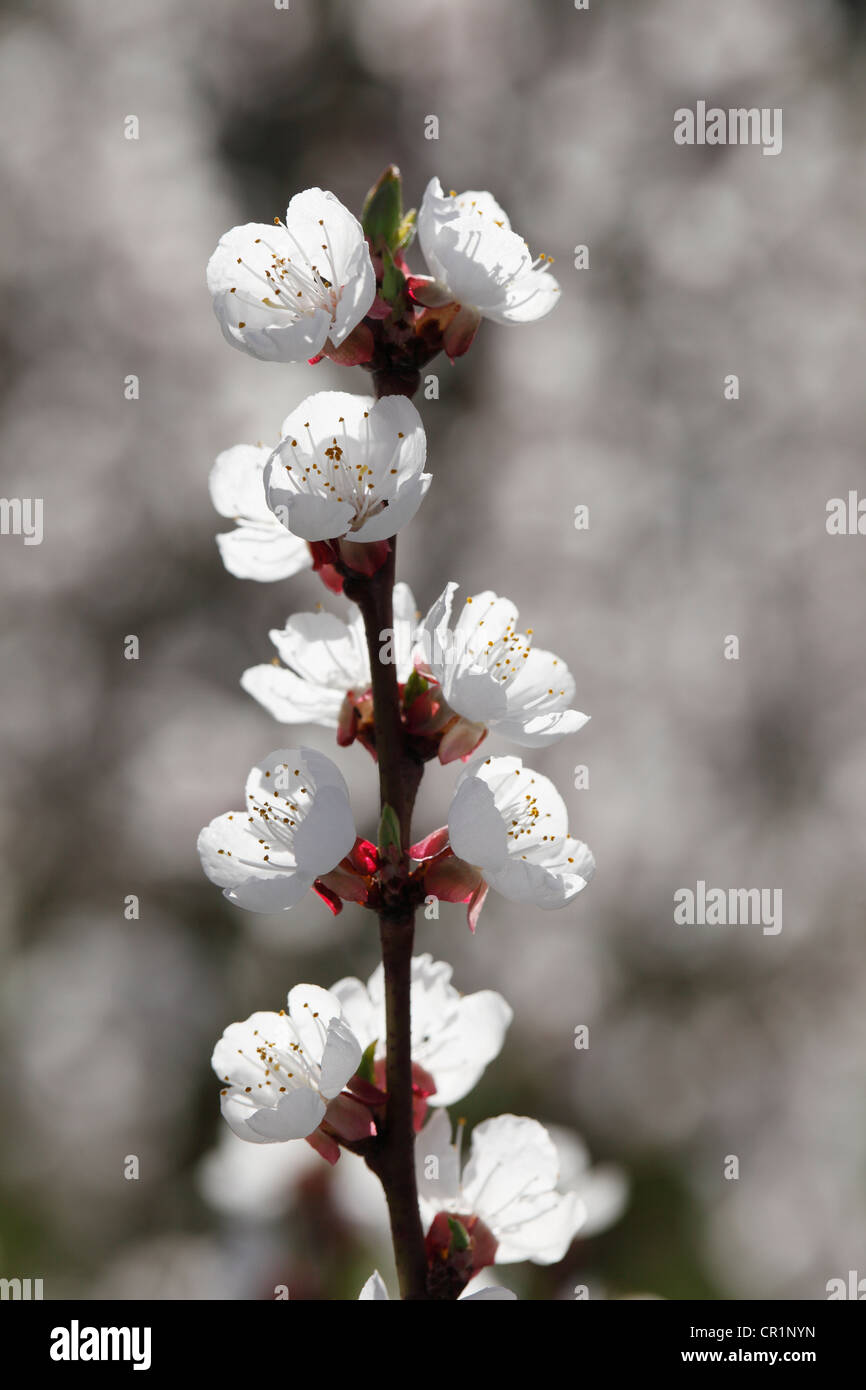 Albero di albicocche in fiore, fioritura il ramo di un albero di albicocche (Prunus armeniaca), valle di Wachau, Austria Inferiore, Austria, Europa Foto Stock