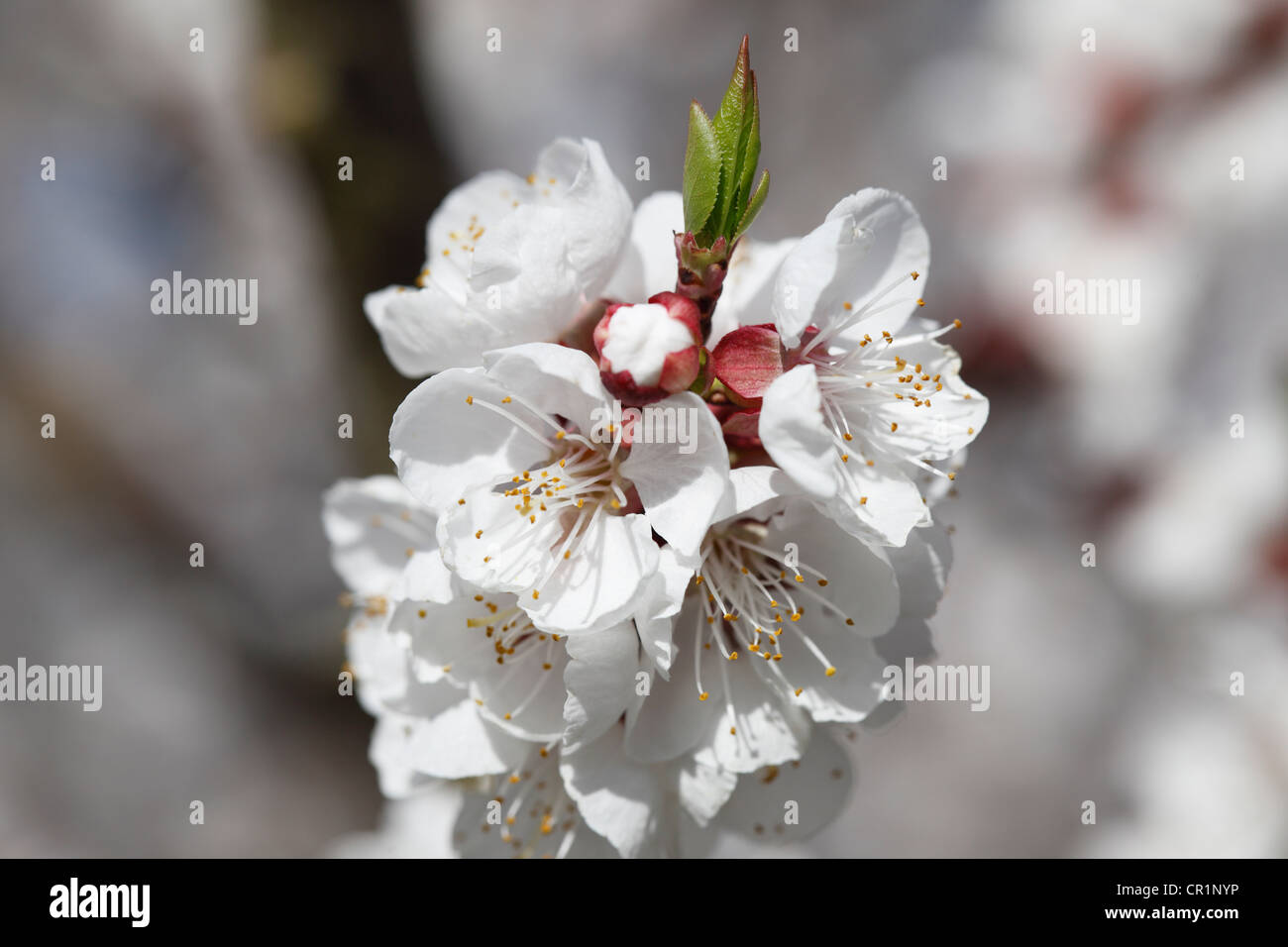 Albero di albicocche in fiore, fioritura il ramo di un albero di albicocche (Prunus armeniaca), valle di Wachau, Austria Inferiore, Austria, Europa Foto Stock