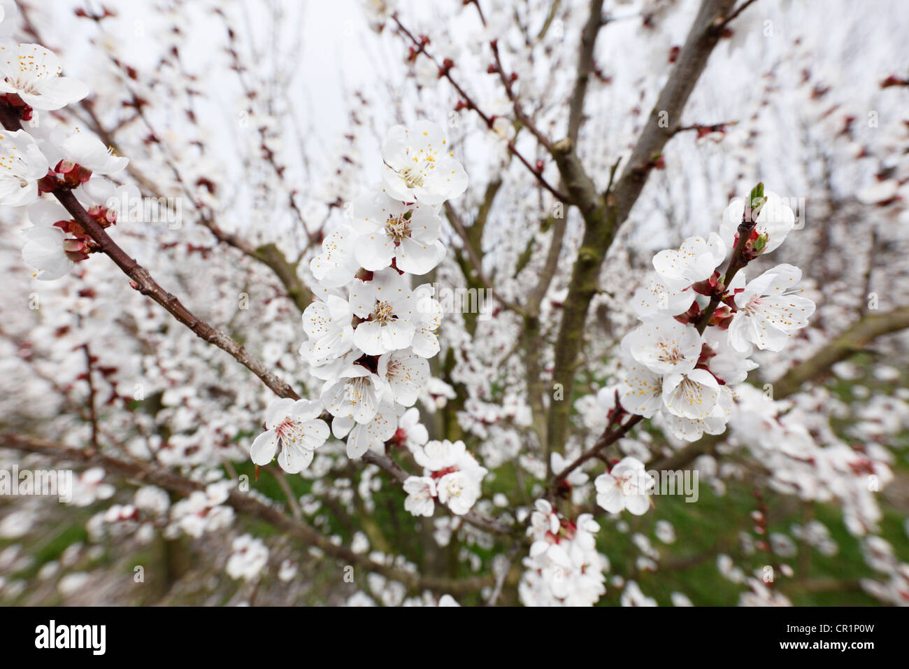 Fiori di albicocca, fioritura albicocca tree (Prunus armeniaca), valle di Wachau, regione Waldviertel, Austria Inferiore, Austria, Europa Foto Stock