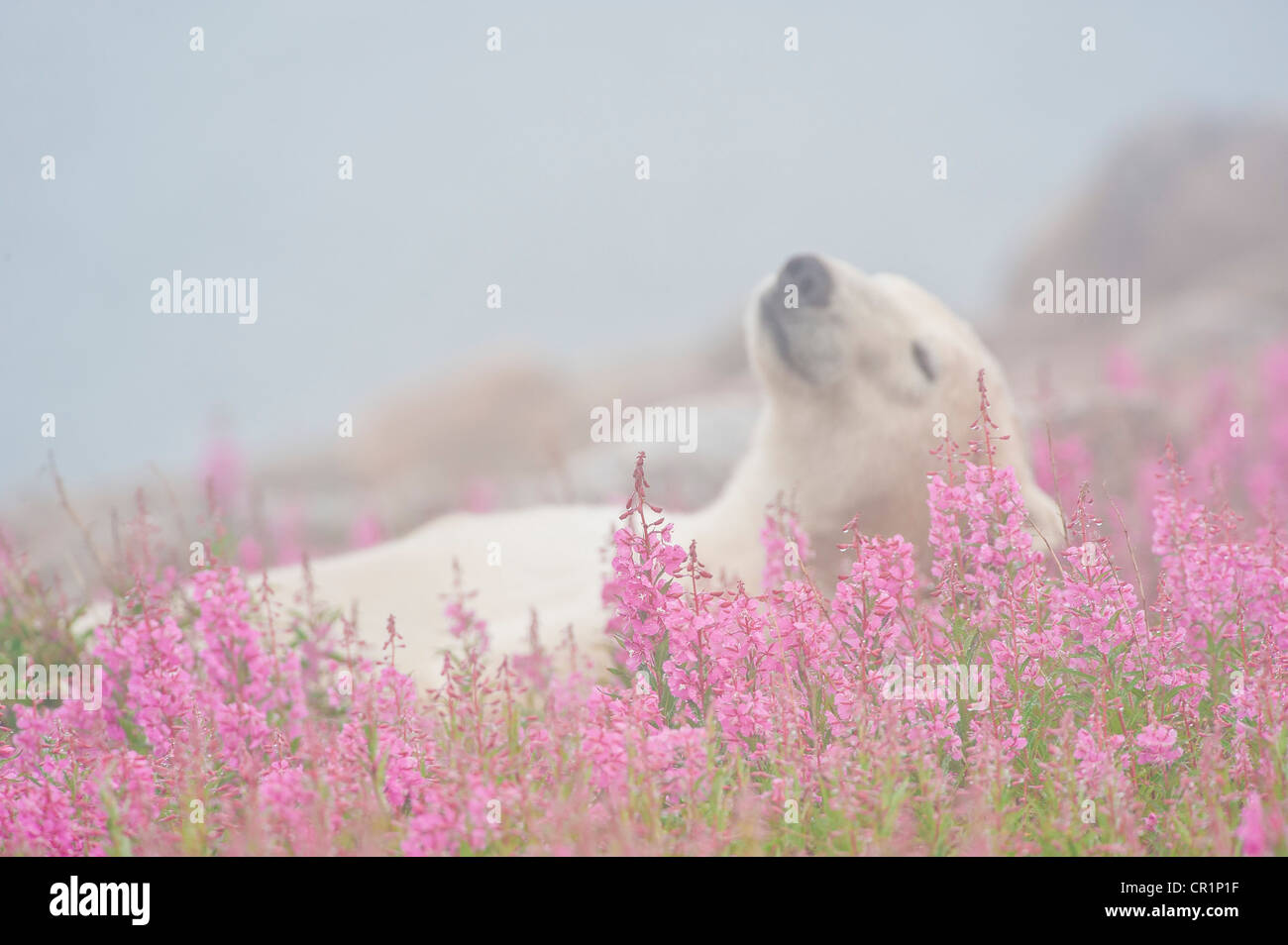 Orso polare posponi nella nebbia e fireweed fiori. Foto Stock