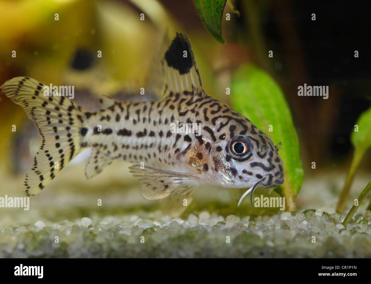 Leopard catfish (Corydoras julii), l'acquario di acqua dolce, nativo del bacino amazzonico Foto Stock