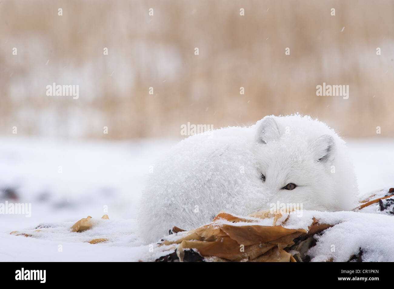 Arctic Fox (Vulpes vulpes lagopus) sonnecchia nella tempesta di neve a bordo della Baia di Hudson, Canada. Foto Stock