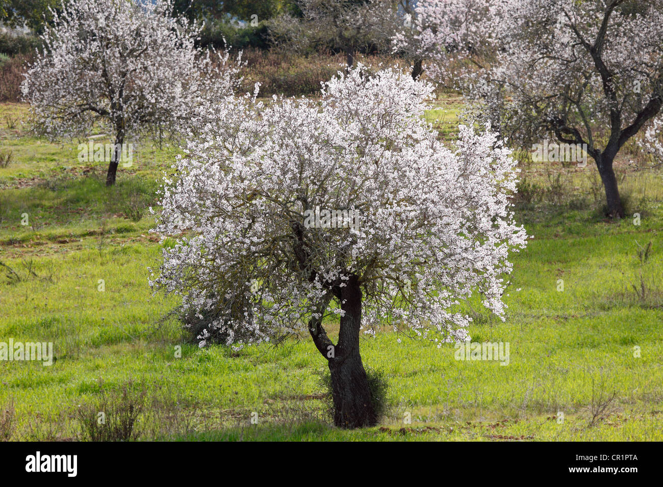 Fioritura Almond (Prunus dulcis) alberi, Algaida, Maiorca, isole Baleari, Spagna, Europa Foto Stock