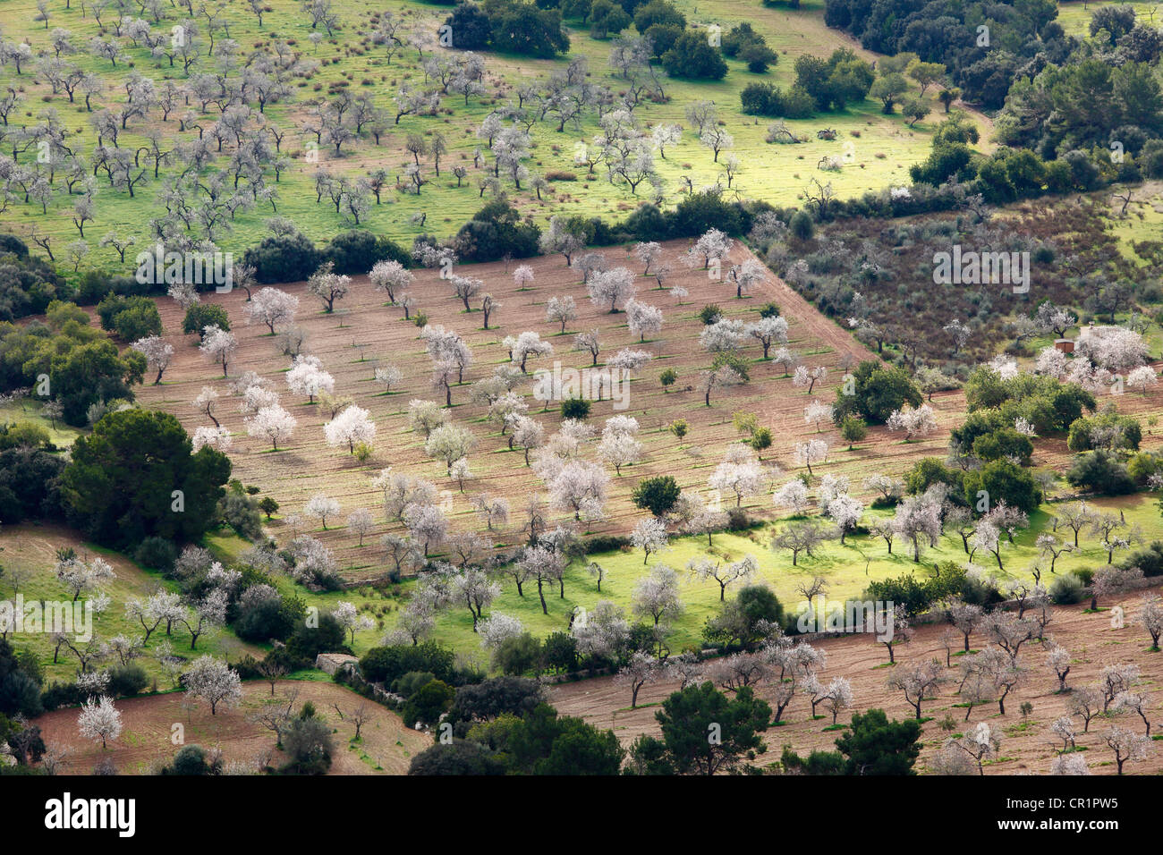 Fioritura Almond (Prunus dulcis) alberi, vista da Puig de Randa, Maiorca, isole Baleari, Spagna, Europa Foto Stock