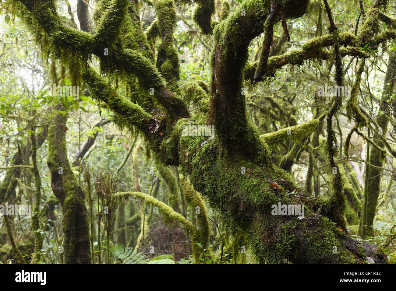 Mossy tronchi di albero foresta laurel, Parco Nazionale di Garajonay, Sito Patrimonio Mondiale dell'UNESCO, La Gomera, isole Canarie, Spagna, Europa Foto Stock