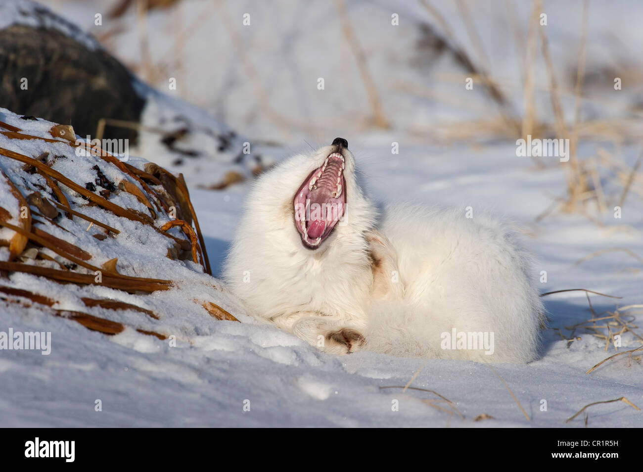 Arctic Fox (Vulpes vulpes lagopus) sbadigliare dopo pan a bordo della Baia di Hudson, Canada. Foto Stock