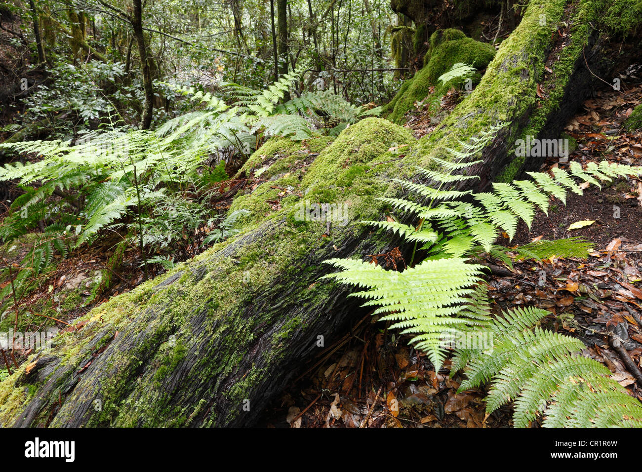 Felci e muschi-coperta di albero in una foresta laurel, Parco Nazionale di Garajonay, La Gomera, isole Canarie, Spagna, Europa Foto Stock