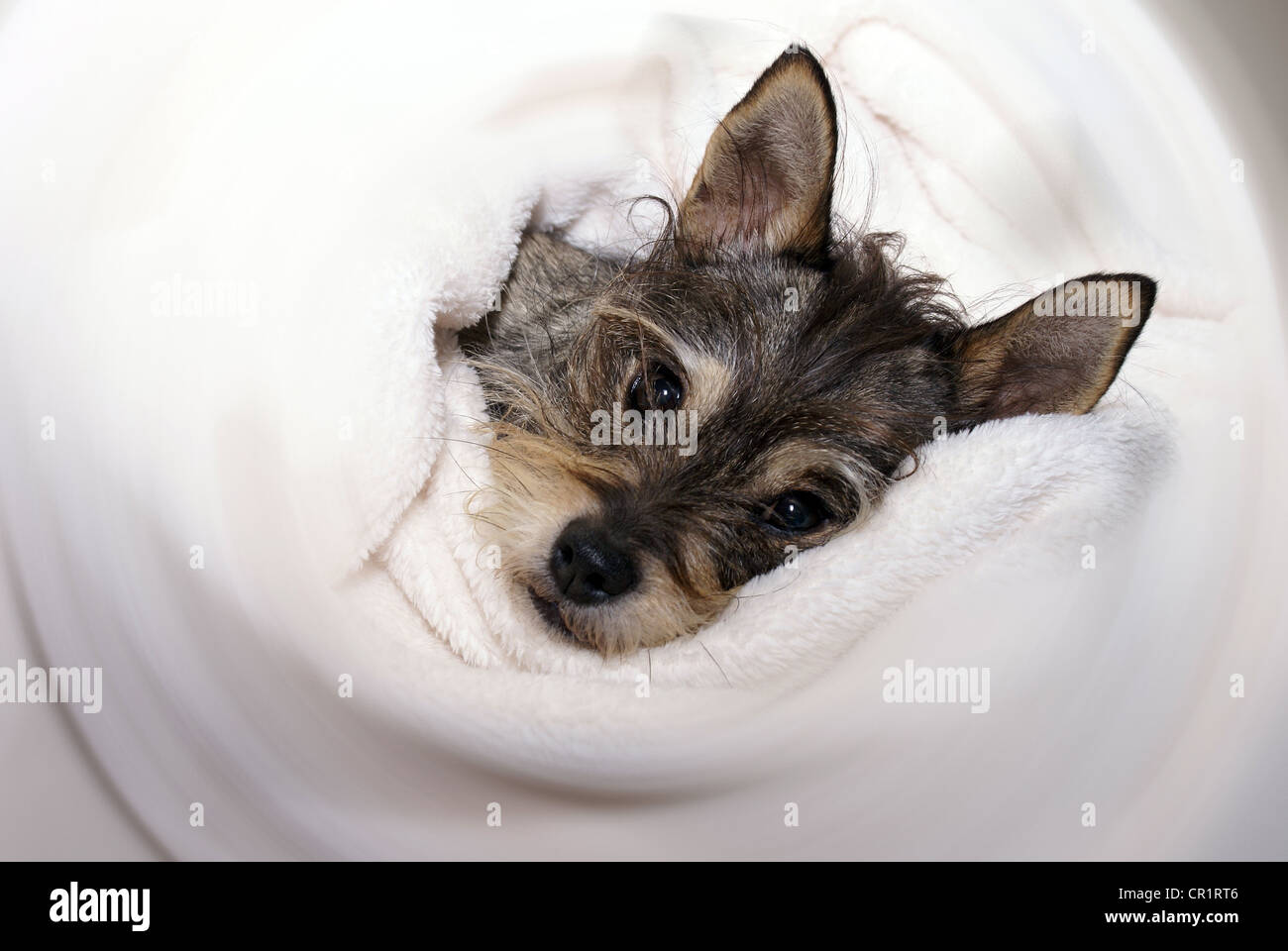 Piccolo terrier cane avvolto in una coltre bianca. Foto Stock