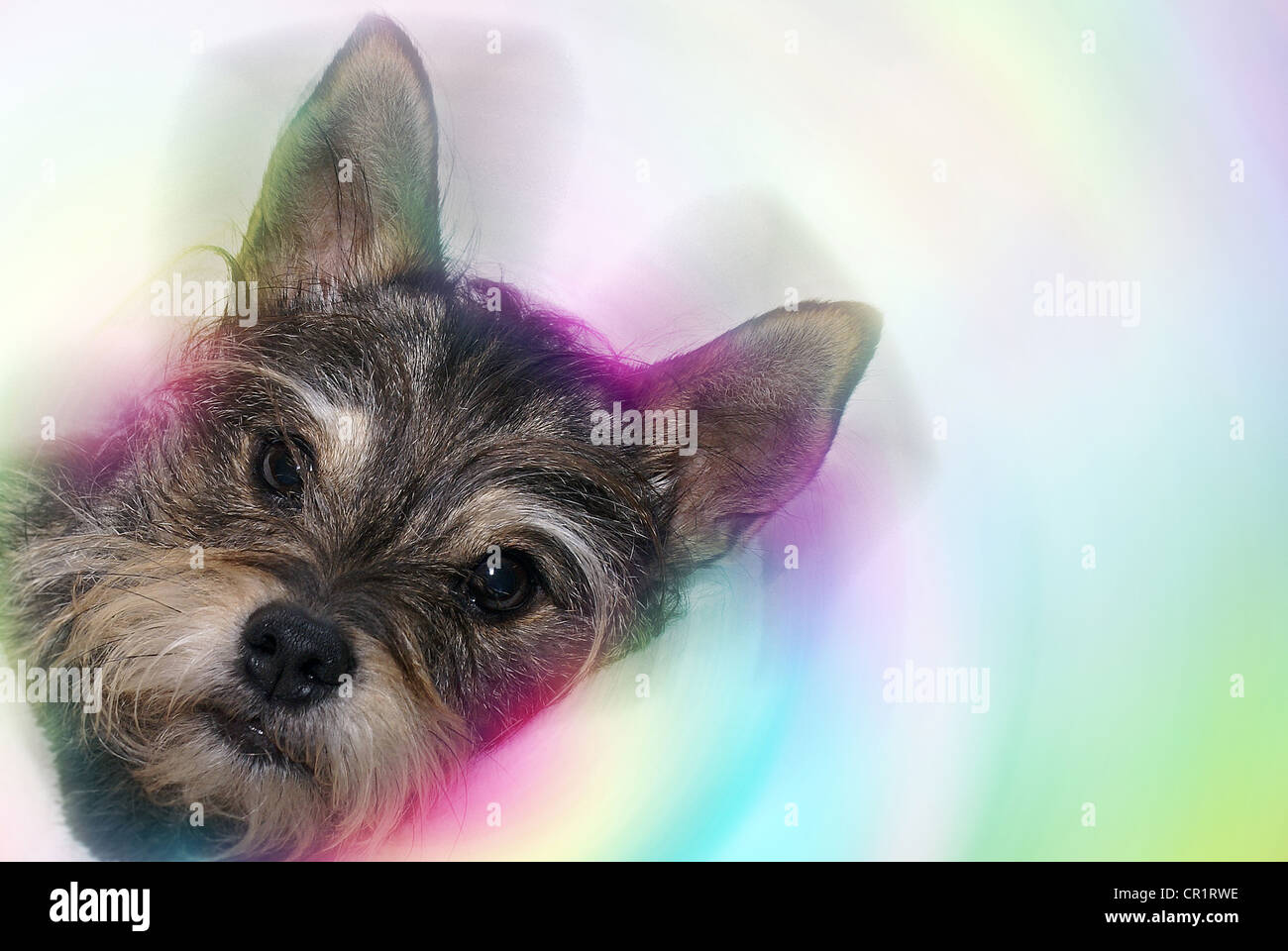 Volto del piccolo terrier mix cane circondato da swirl di bianco e la luce colorata di colori. Foto Stock