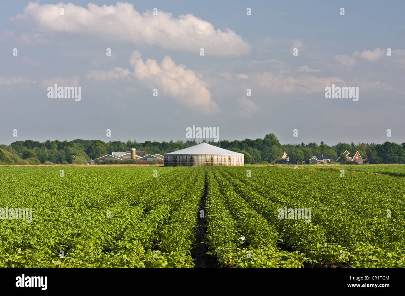 Un campo di patate e di un silo per il deposito del letame. A distanza di un allevamento di polli. Foto Stock