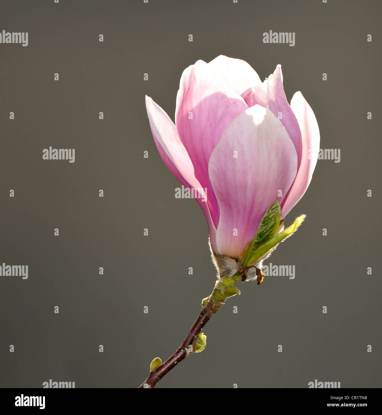 Fiore del Tulip Magnolia (Magnolia soulangeana x), cultivar amabilis Foto Stock