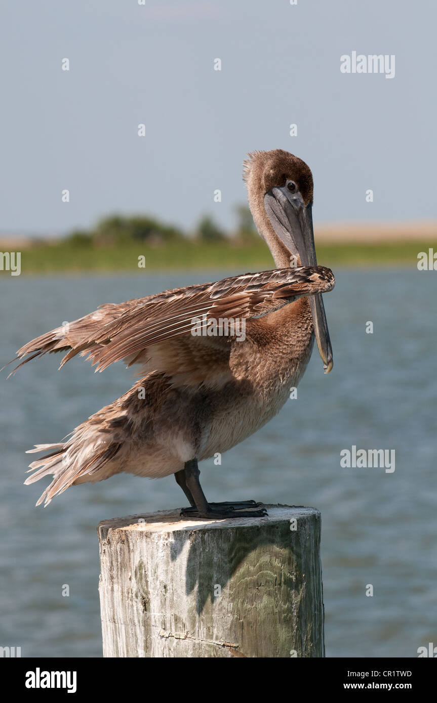 Brown Pelican Pelecanus occidentalis sul fiume Apalachicola northwest Florida USA Foto Stock
