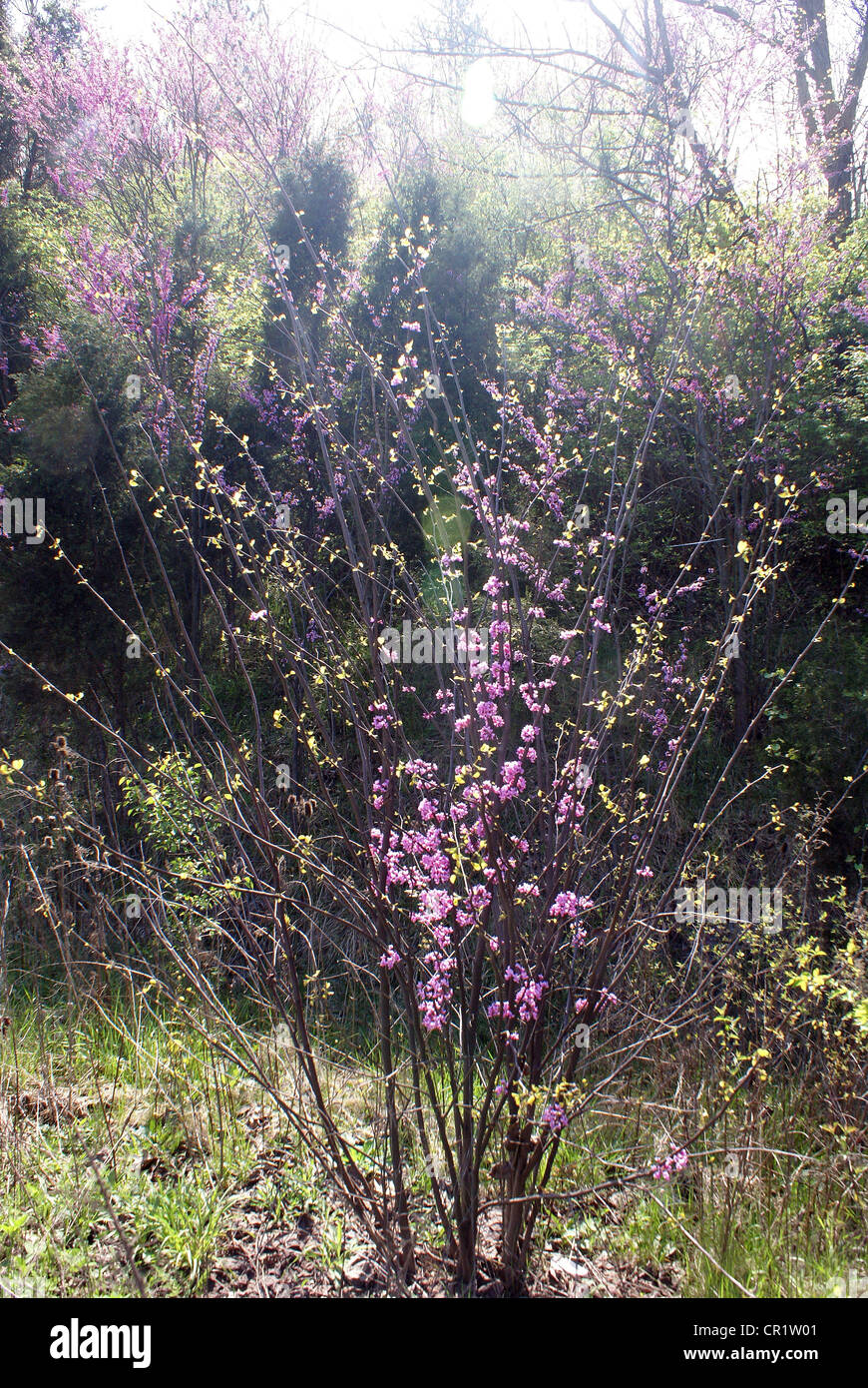 Primi segni di primavera sono il verde brillante delle piante e la fioritura rosa Redbud alberi. Foto Stock
