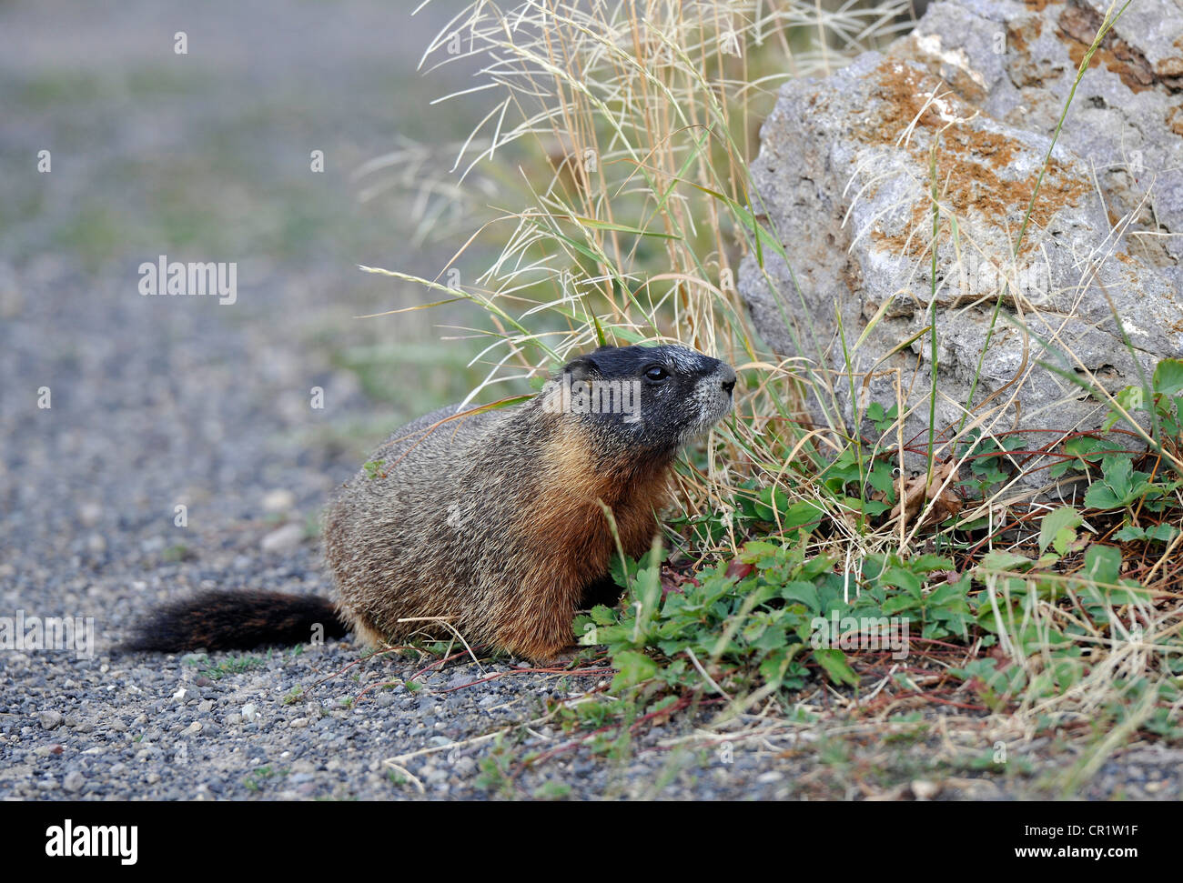 Marmotta di ventre giallo (Marmota flaviventris), il Parco Nazionale di Yellowstone, Wyoming negli Stati Uniti d'America, STATI UNITI D'AMERICA Foto Stock