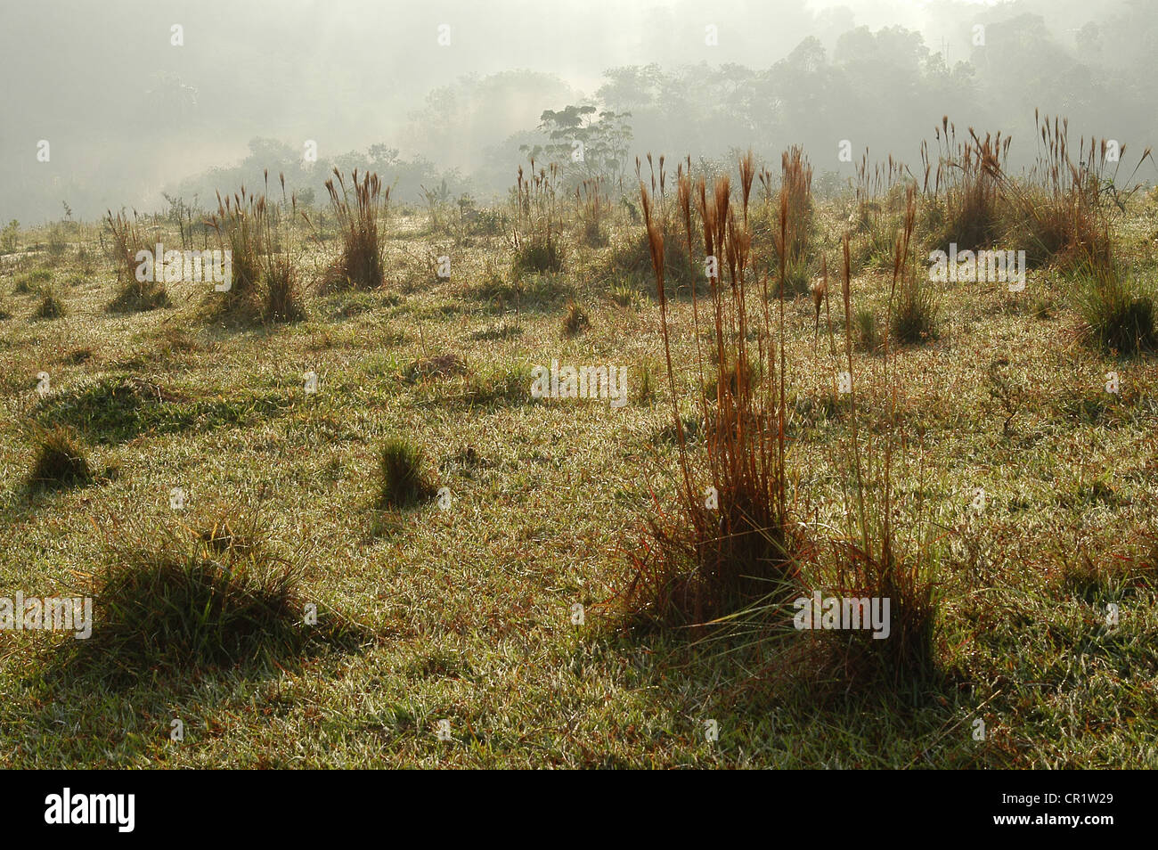 In campo la mattina. Foto Stock