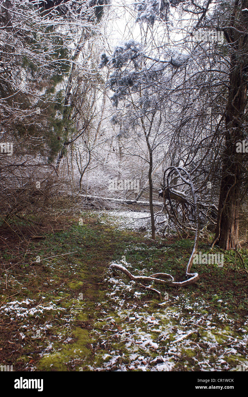 Luce neve si assesta su alberi e terra nei boschi in primavera. Foto Stock