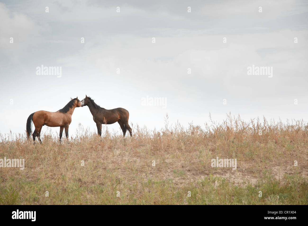 Due cavalli insieme in piedi nel campo Foto Stock