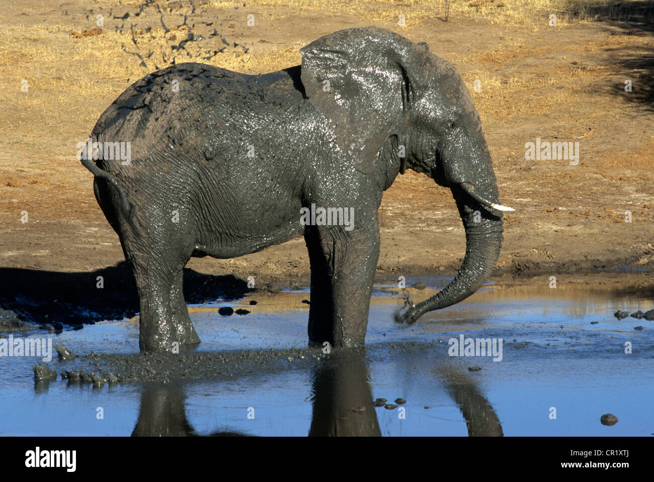 Lo Zimbabwe, Matabeleland Provincia, il Parco Nazionale di Hwange, elefante a Watering Hole Foto Stock