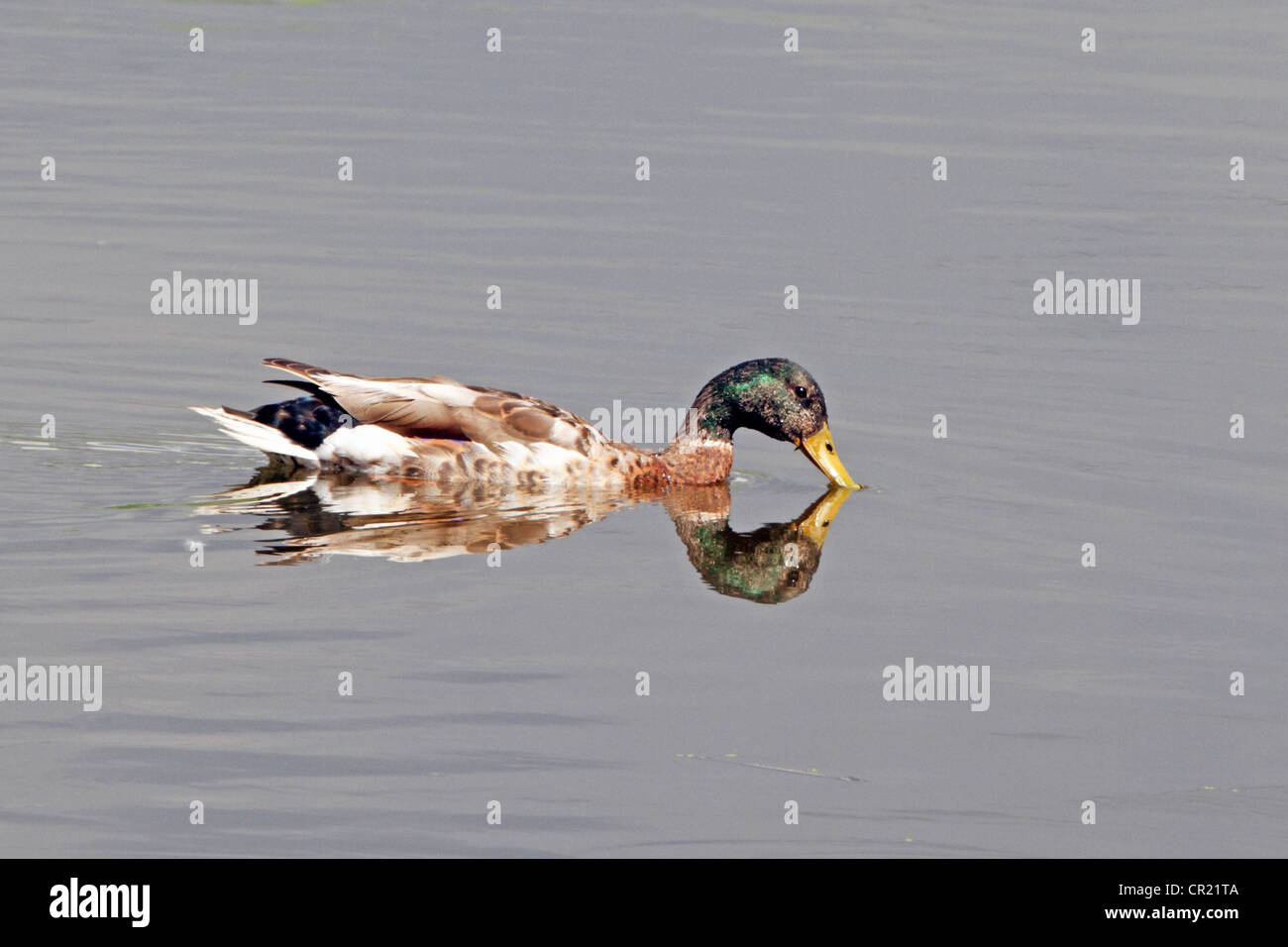 Un maschio di Mallard duck, Anas Platyrynchos, perdendo il suo piumaggio di allevamento con la sua riflessione in una saltmarsh. Foto Stock