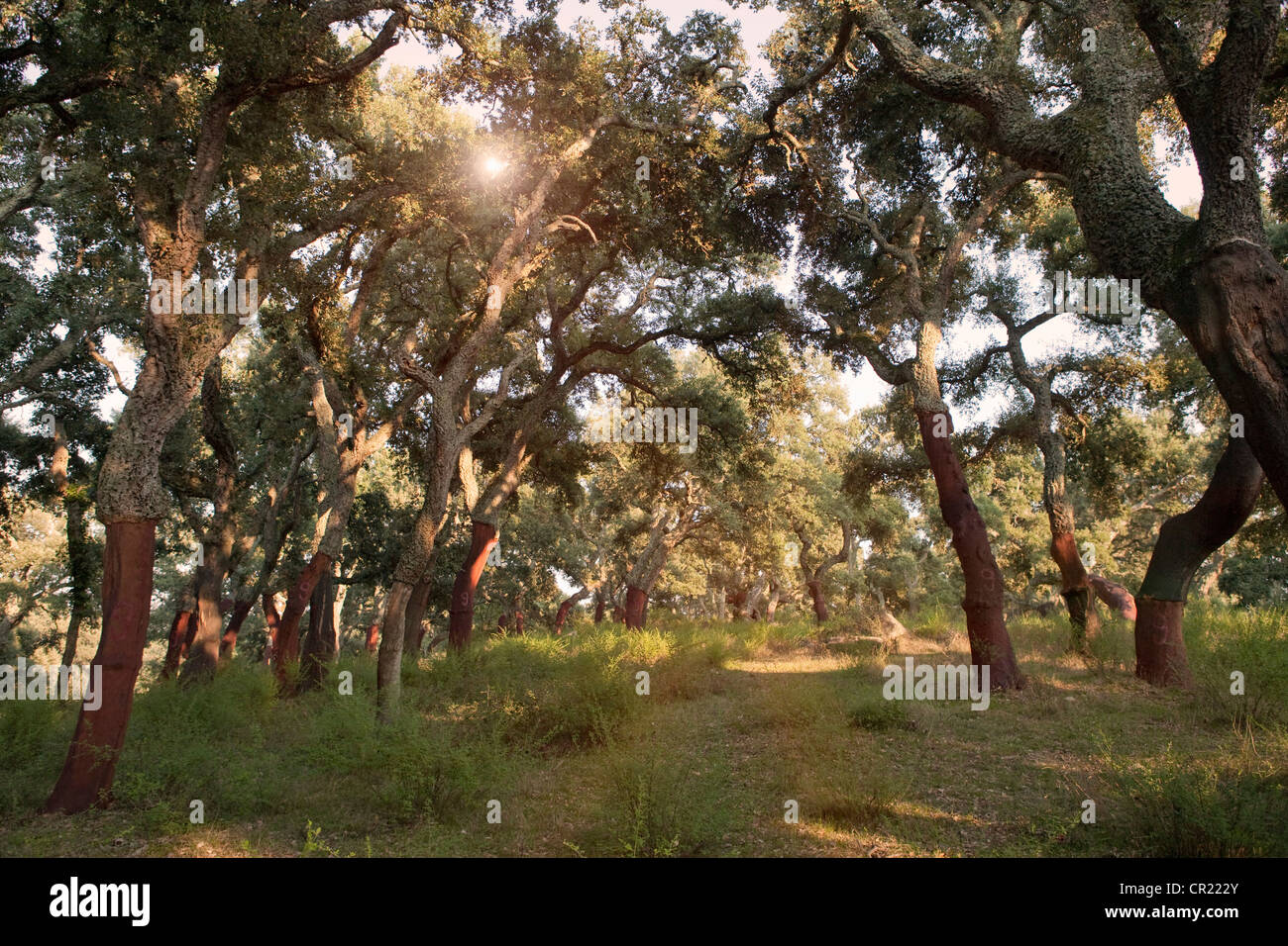 Spogliato alberi da sughero nella foresta di rurale Foto Stock