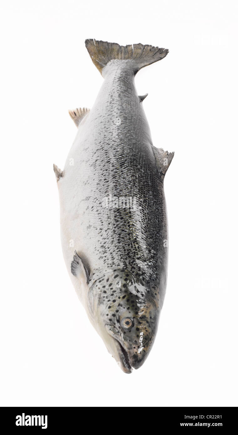 salmone intero Foto Stock
